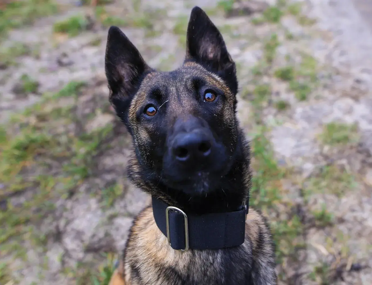 Czujny pies policyjny rasy malinois, z uwagą patrzy w obiektyw.