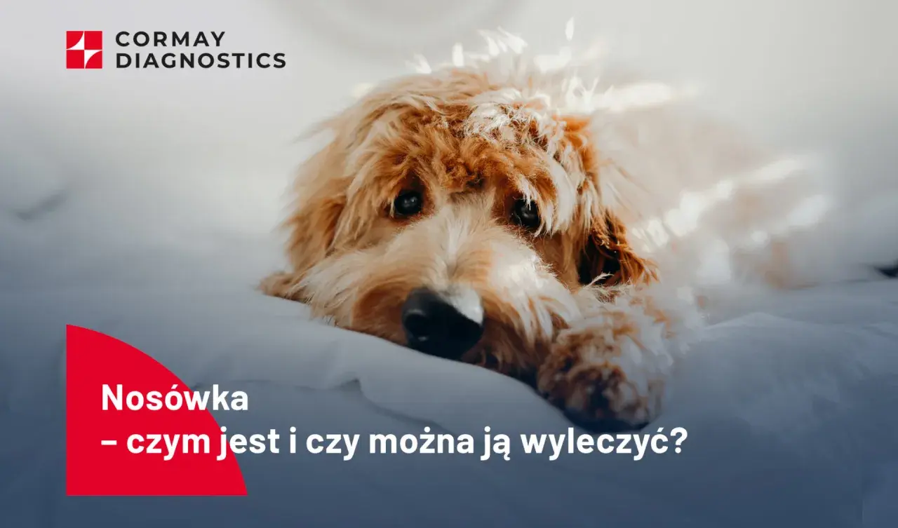 Smutny piesek leży na białym tle. Tekst informuje o objawach nosówki u psa i możliwościach leczenia.