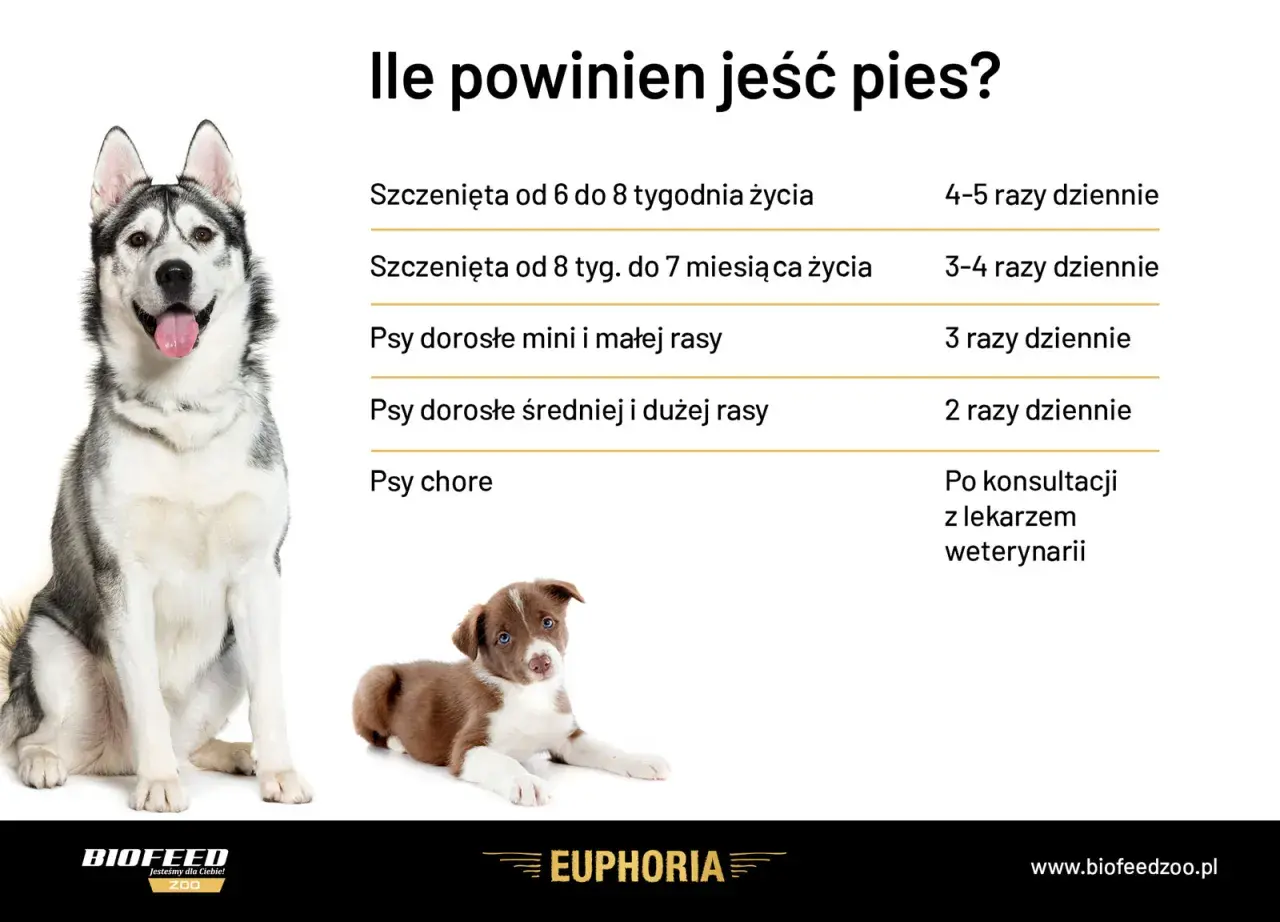 Tabela: ile powinien jeść szczeniak i dorosły pies. Podano zalecenia dla szczeniąt w różnym wieku, psów małych, średnich i dużych ras oraz chorych.
