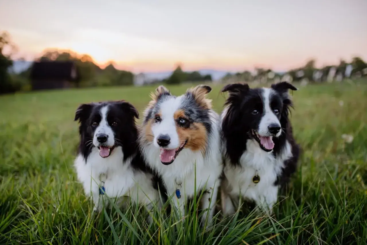 Trzy border collie z pięknym umaszczeniem siedzą w trawie o zachodzie słońca.