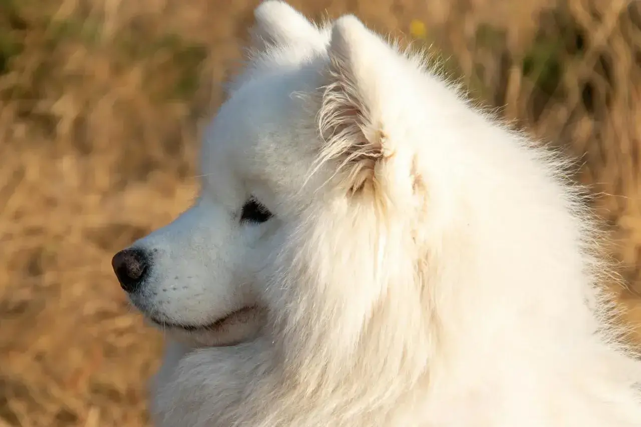 Uroczy samoyed w zbliżeniu, z puszystym białym futrem. Zastanawiasz się nad samoyed cena?