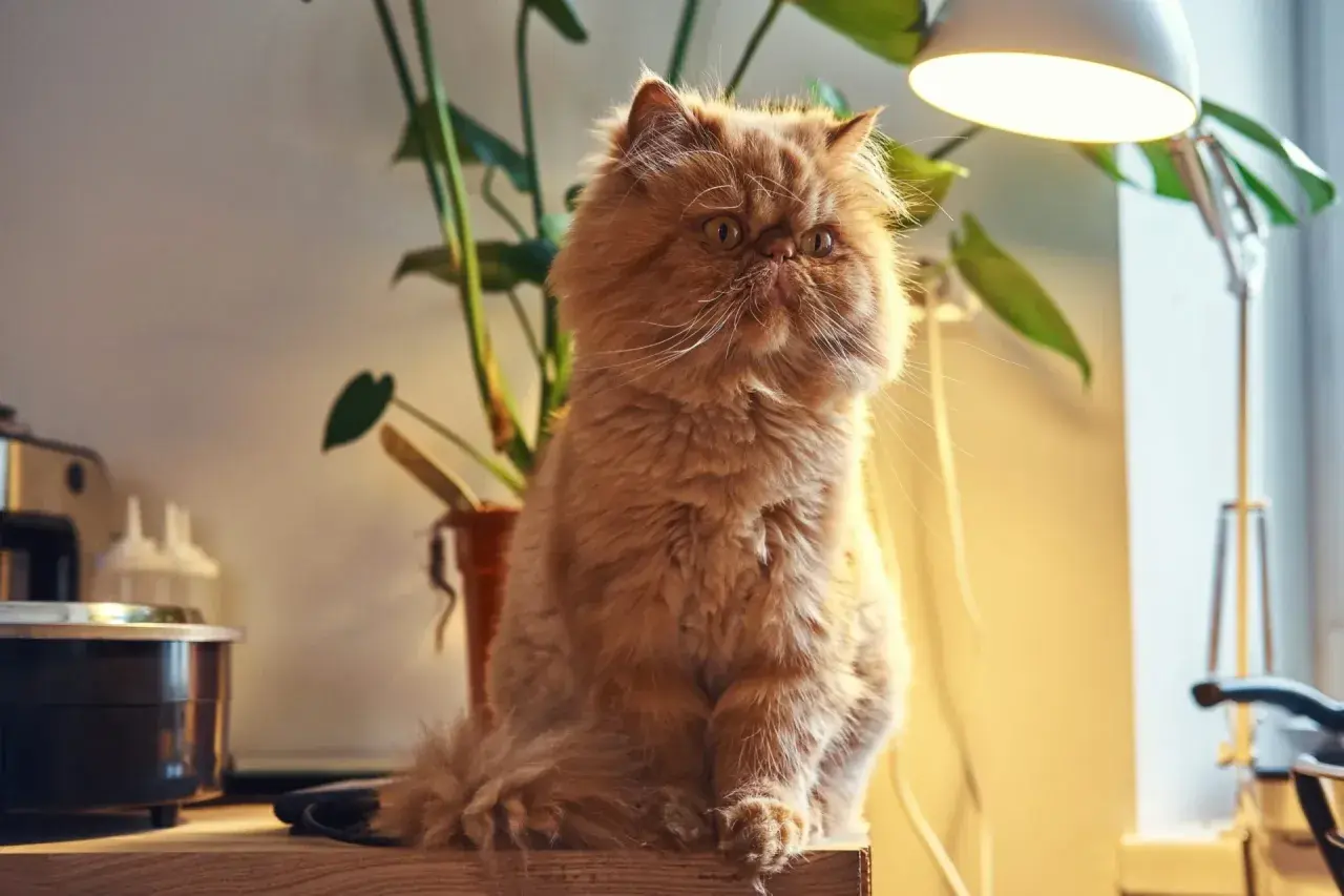 Puszysty rudy kot siedzi obok rośliny, czekając na odrobaczenie kota.