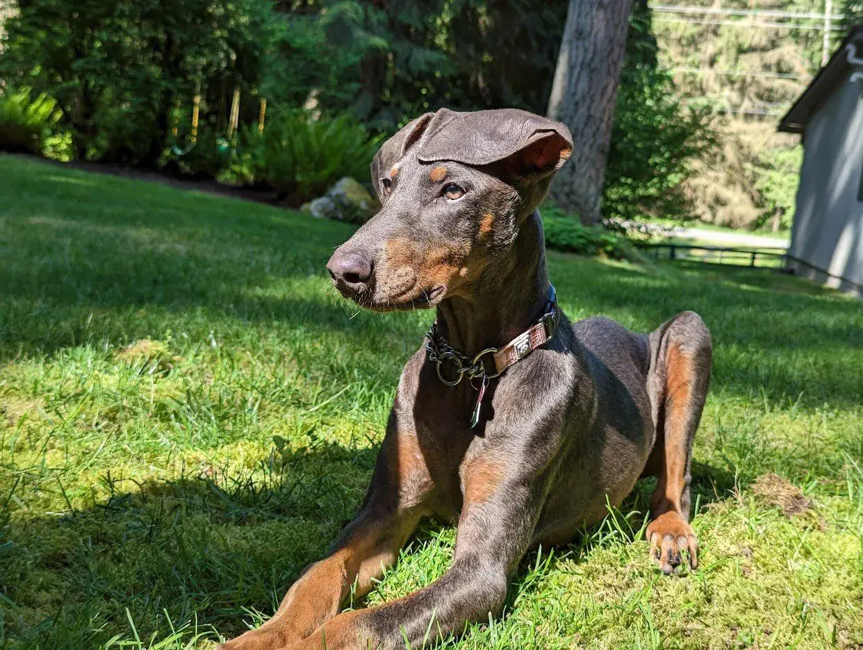 Elegancki doberman niebieski leży na trawie, ciesząc się słońcem.