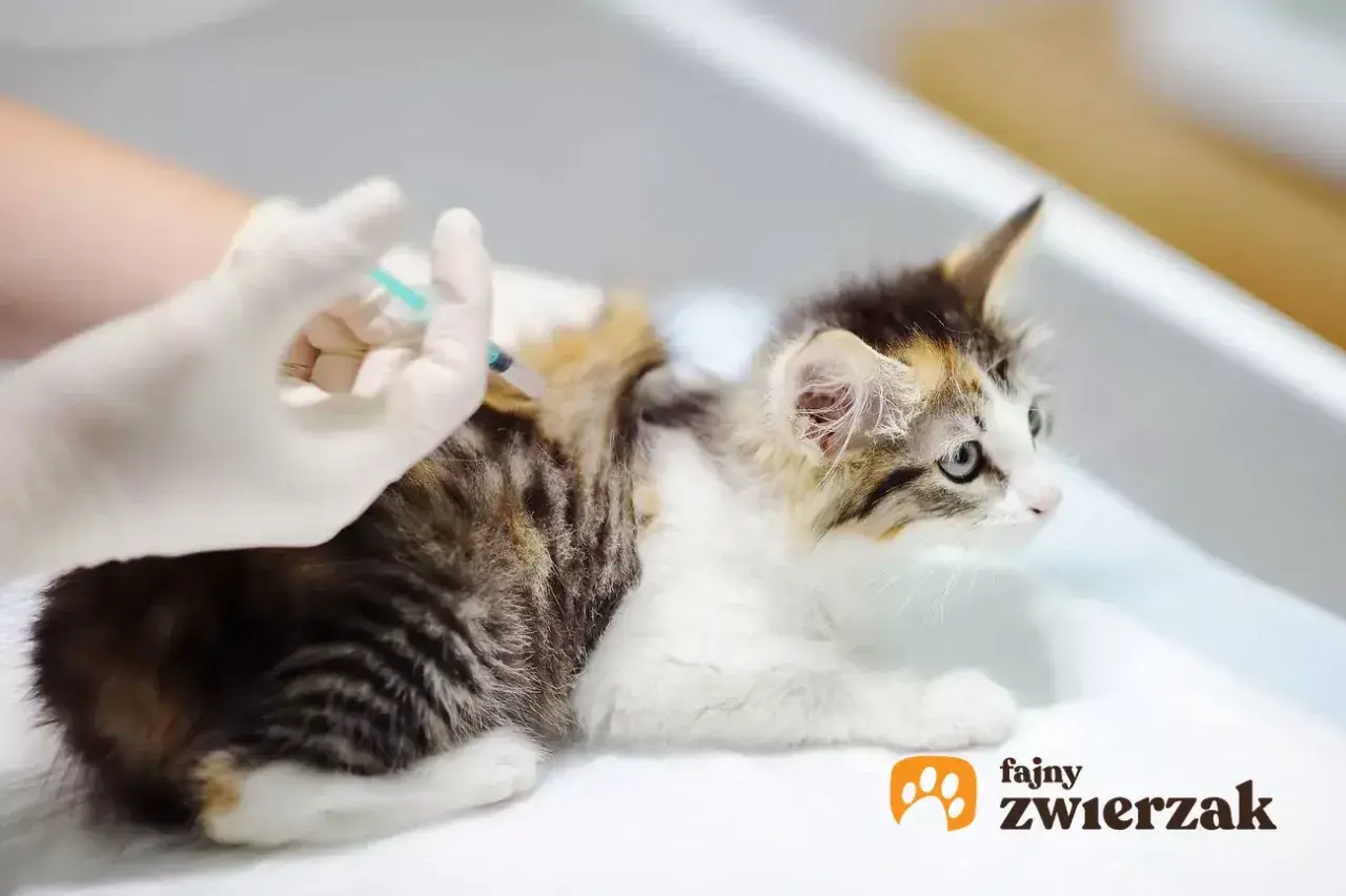 Mały kotek dostaje szczepienie. Dowiedz się, ile kosztuje szczepienie kota, aby zapewnić mu zdrowie.