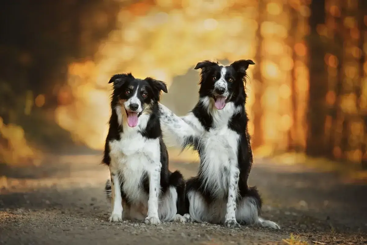 Dwa urocze psy rasy średniej, border collie, siedzą obok siebie na leśnej ścieżce. Jeden piesek obejmuje drugiego łapą.