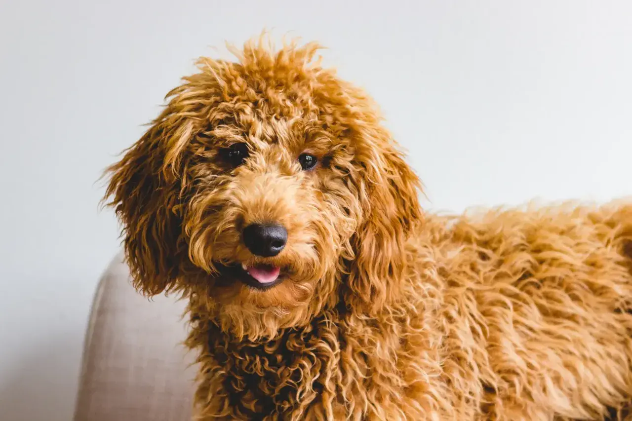 Uroczy, rudy goldendoodle z puszystą sierścią. Zastanawiasz się nad goldendoodle cena?