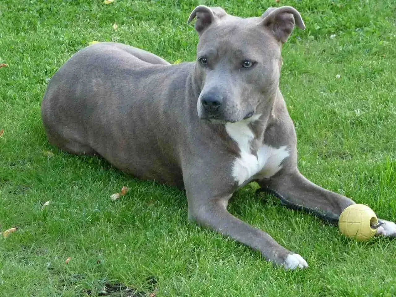 Amstaff groźny, ale z piłeczką w łapach. Pies leży na trawie, czujnie obserwując otoczenie.