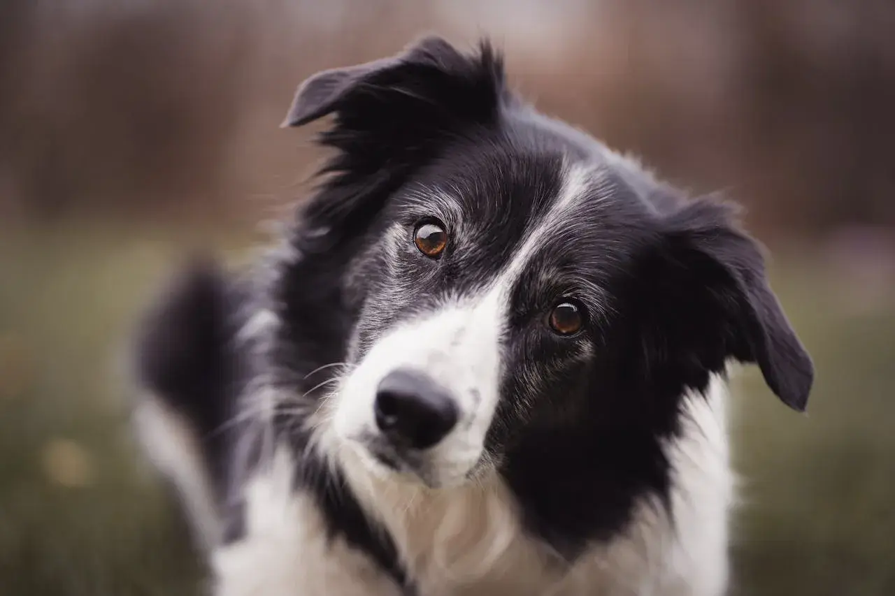 Czarno-biały border collie z bystrymi oczami, jego waga jest idealna do długich spacerów.
