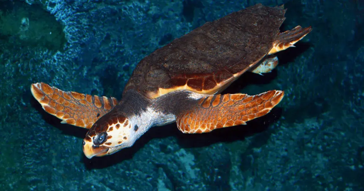 Oceanarium Kopenhaga – Niezapomniane atrakcje i praktyczne informacje