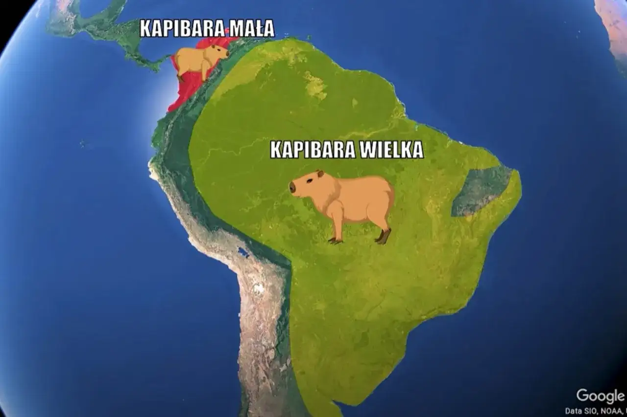 Mapa Ameryki Południowej z zaznaczonymi obszarami występowania kapibary wielkiej (zielony) i kapibary małej (czerwony).