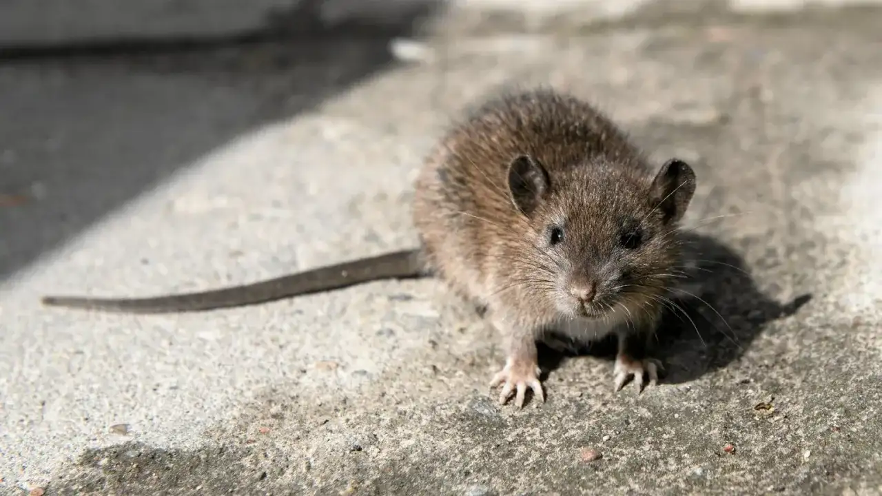 Mały, brązowy gryzoń z długim ogonem. Tak wygląda szczur, który wyszedł na spacer.