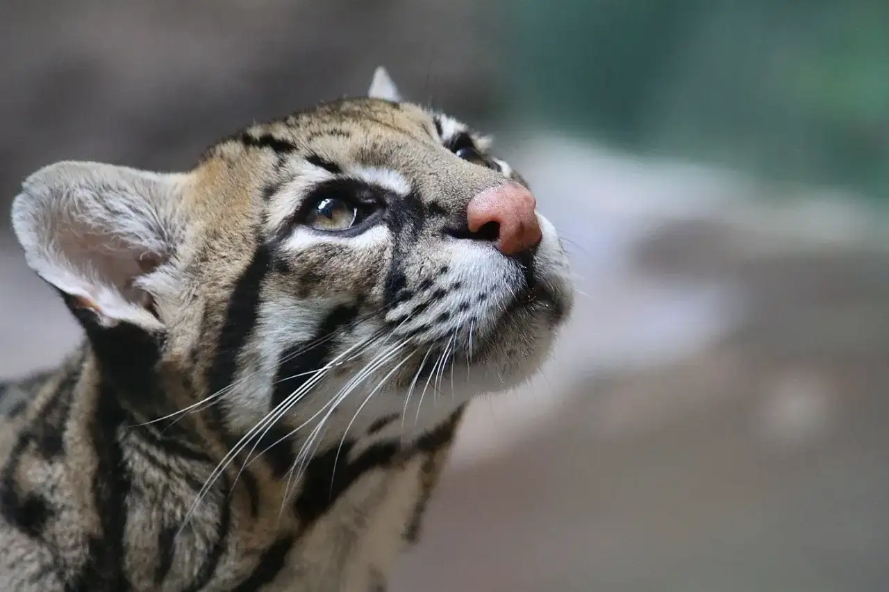 Ocelot domowy z różowym nosem i pięknymi oczami spogląda w górę, jego futro ozdobione jest charakterystycznymi cętkami.