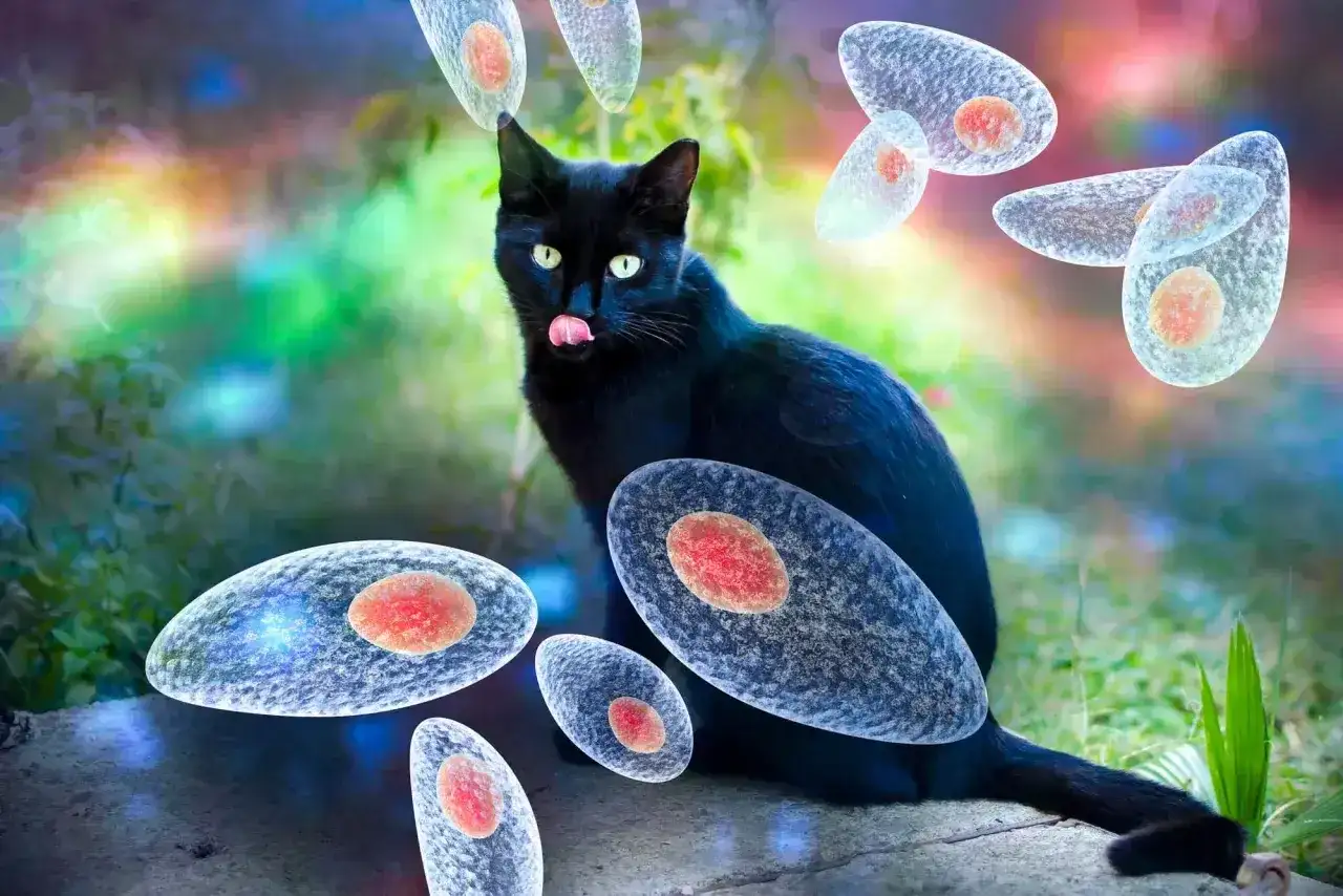 Czarny kot z zielonymi oczami, wokół niego unoszą się pasożyty Toxoplasma gondii. Obraz ilustruje toksoplazmozę u kota objawy.
