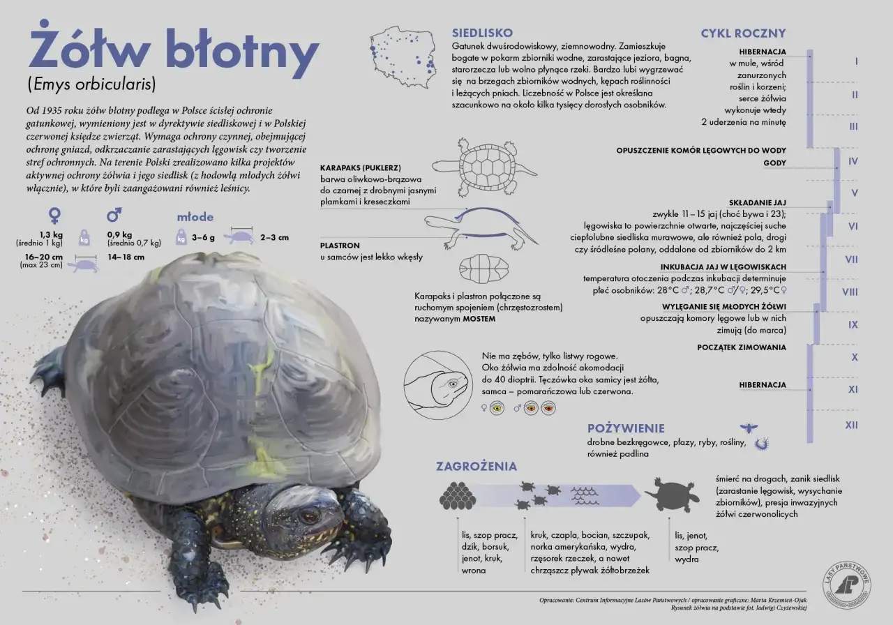 Żółw błotny żyje kilkadziesiąt lat. Informacje o jego cyklu rocznym, siedlisku i zagrożeniach.