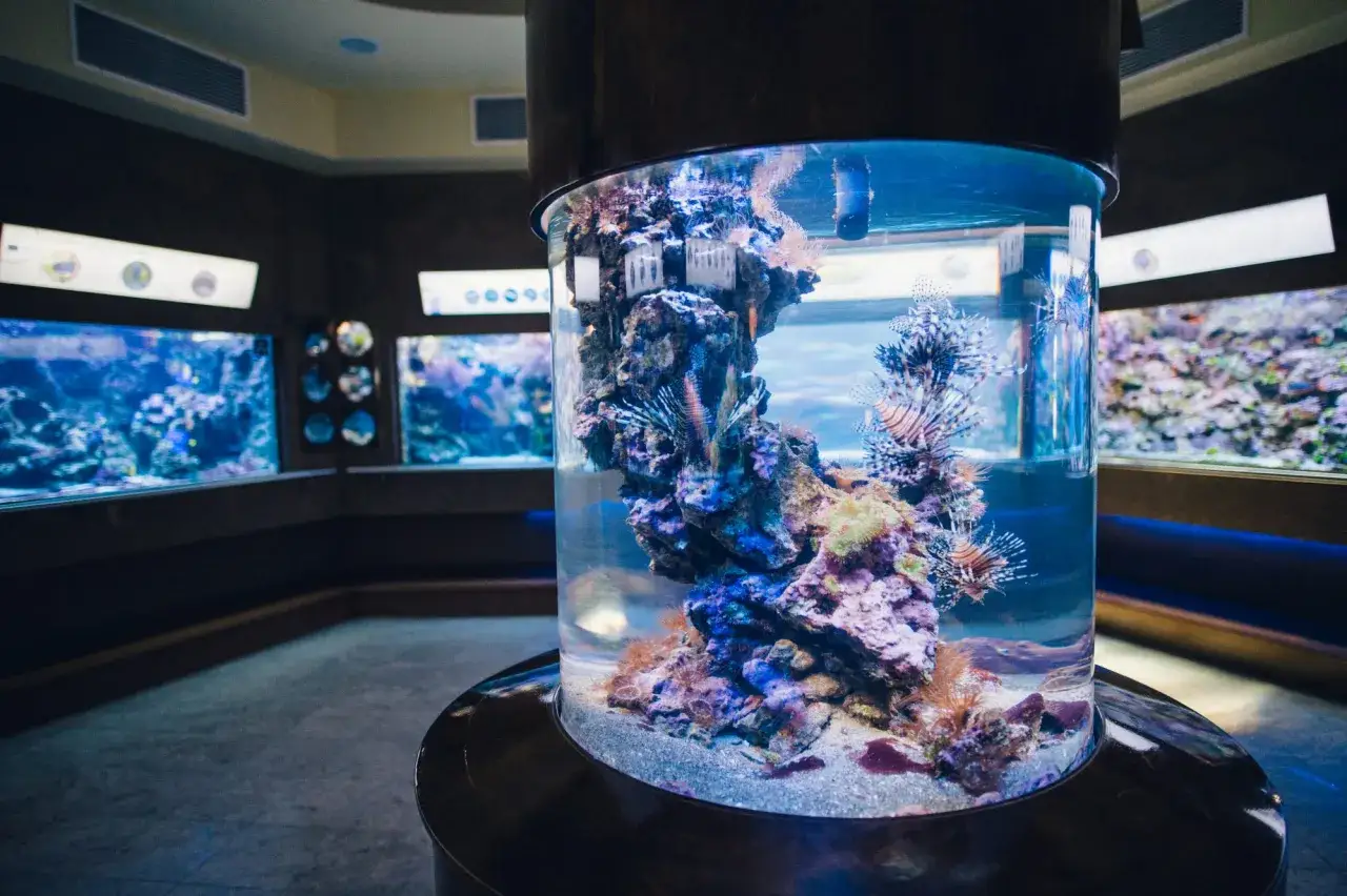 Kolorowe ryby i koralowce w cylindrycznym akwarium. W tle inne zbiorniki, tworzące wrażenie oceanarium nad morzem.