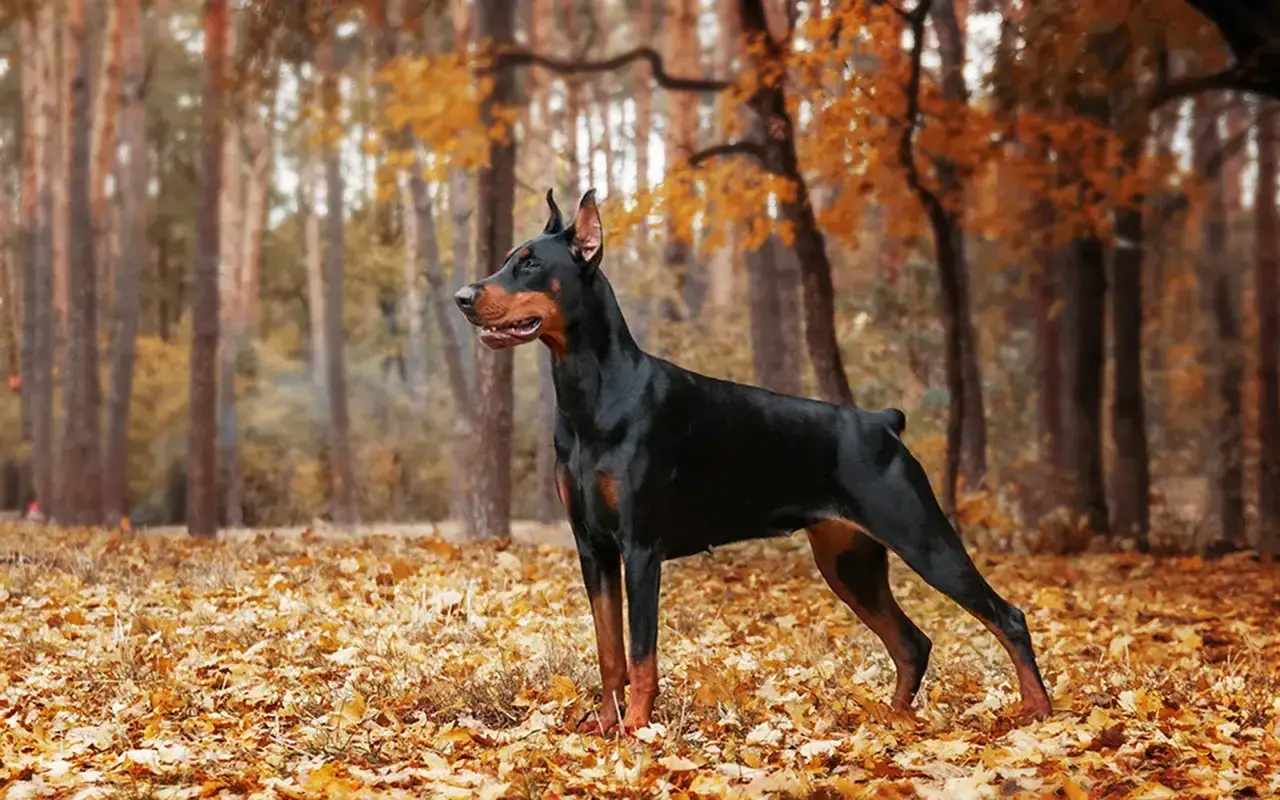 Doberman o czarnym umaszczeniu, z rudymi znaczeniami, stoi w jesiennym lesie. Jego postawa sugeruje czujność i pewność siebie, odzwierciedlając typowy doberman charakter.