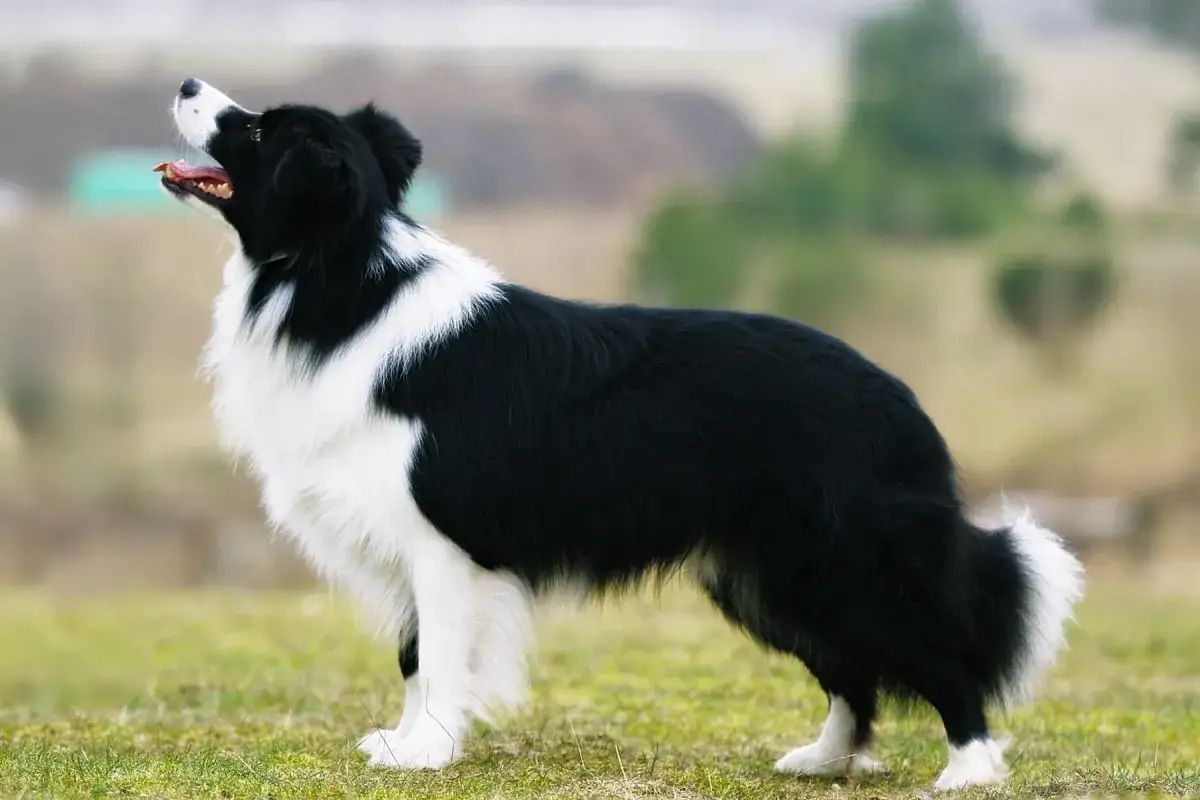Elegancki border collie w pozycji baczności, z podniesioną głową. Jego waga jest idealnie proporcjonalna do sylwetki.