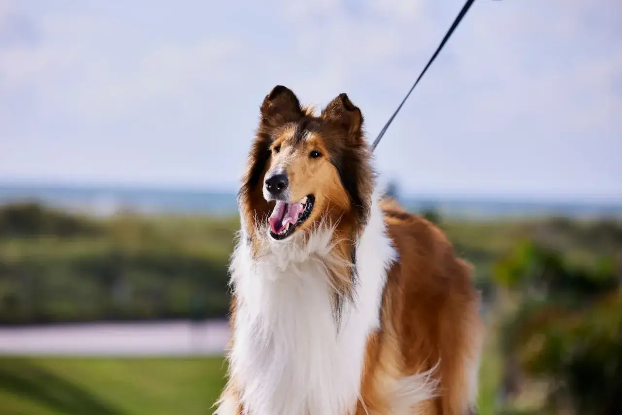 Piękny pies rasy collie, jeden z popularnych ras psów średnich, z długą, rudą sierścią i białym kołnierzem, na tle zieleni i błękitnego nieba.