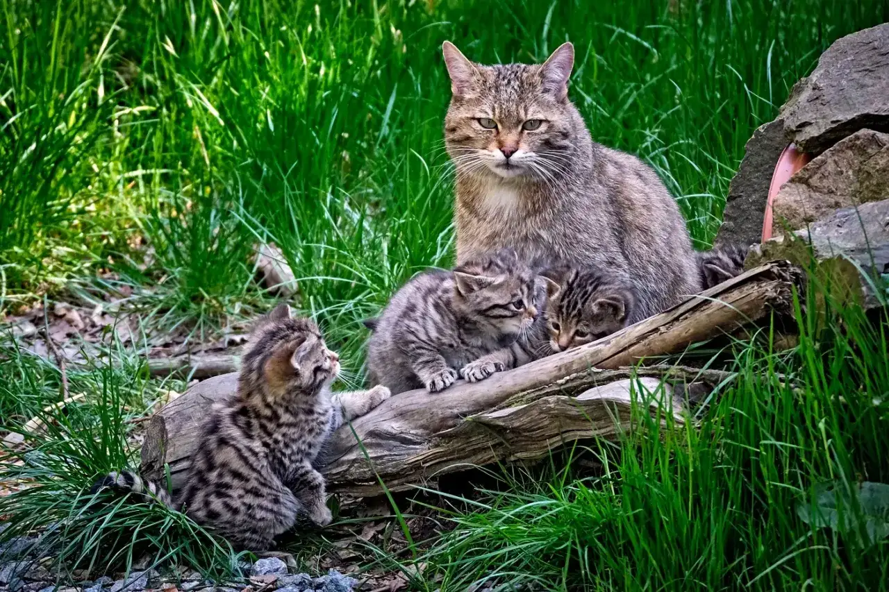 Matka żbików z kociętami na pniu. Czy żbik miauczy? Kocięta wyglądają na ciekawskie, a matka czujna.