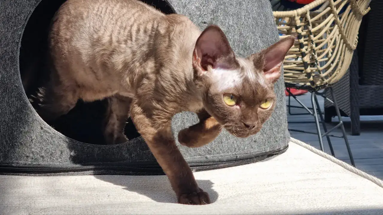 Brązowy kot rasy Devon Rex z charakterystyczną, falistą sierścią wychodzi z szarego legowiska. Cena takiego pupila może być różna.