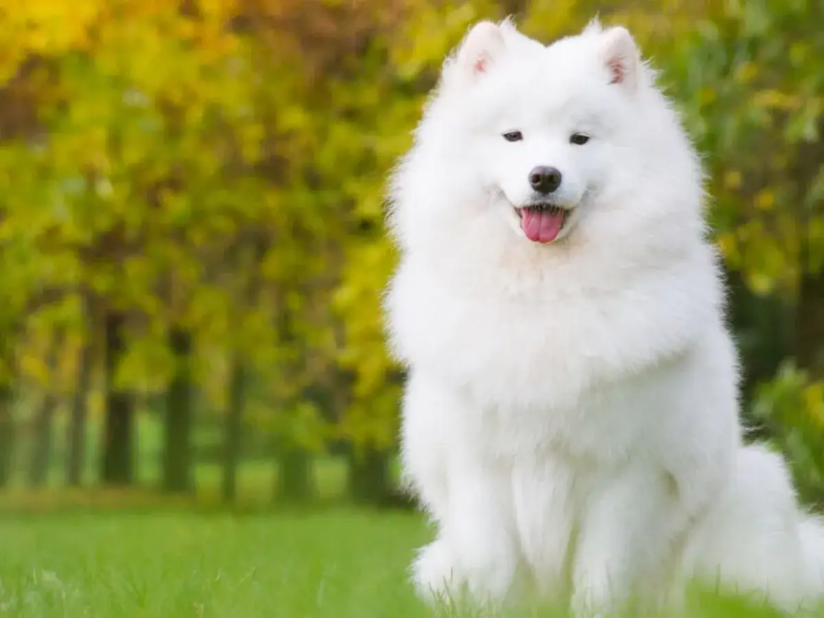 Uśmiechnięty, biały puchaty pies, prawdopodobnie samoyed, siedzi na trawie.