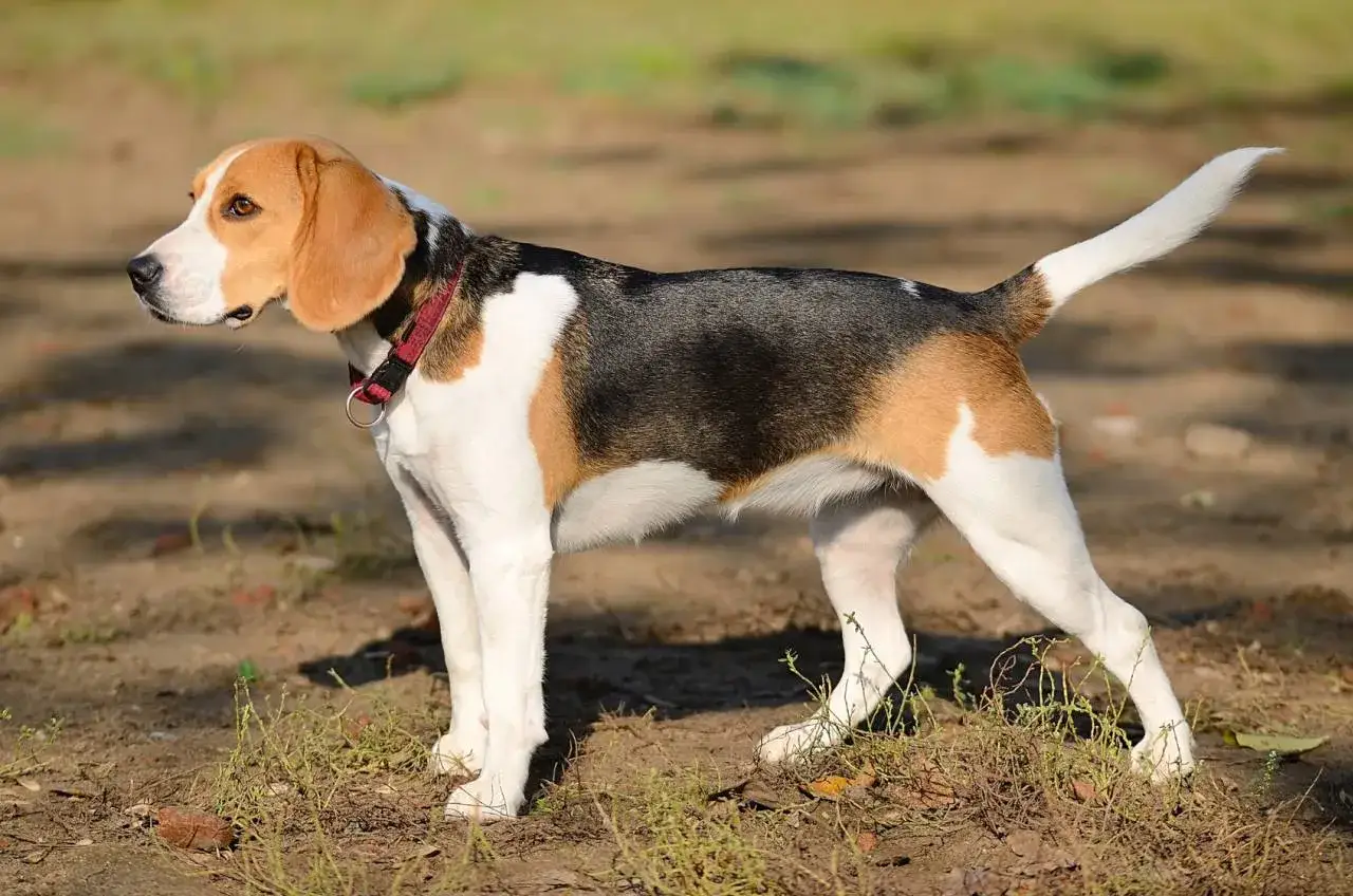 Beagle, jedna z ras psów myśliwskich, w trójkolorowym umaszczeniu, stoi na ziemi.