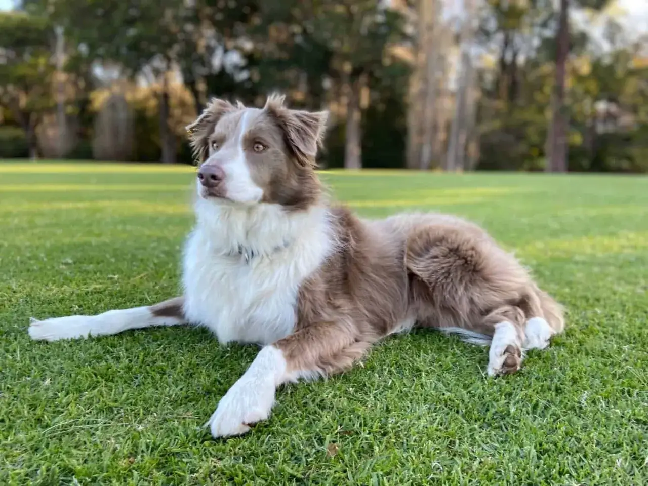 Piękny border collie o czekoladowym umaszczeniu leży na trawie, zapatrzony w dal.