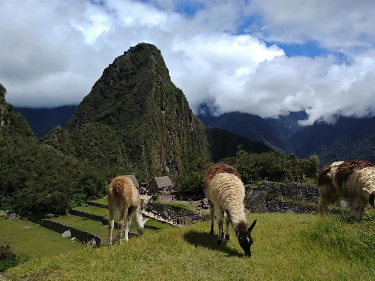Trzy lamy pasące się na zielonym wzgórzu w Machu Picchu. W tle majestatyczna góra i ruiny.