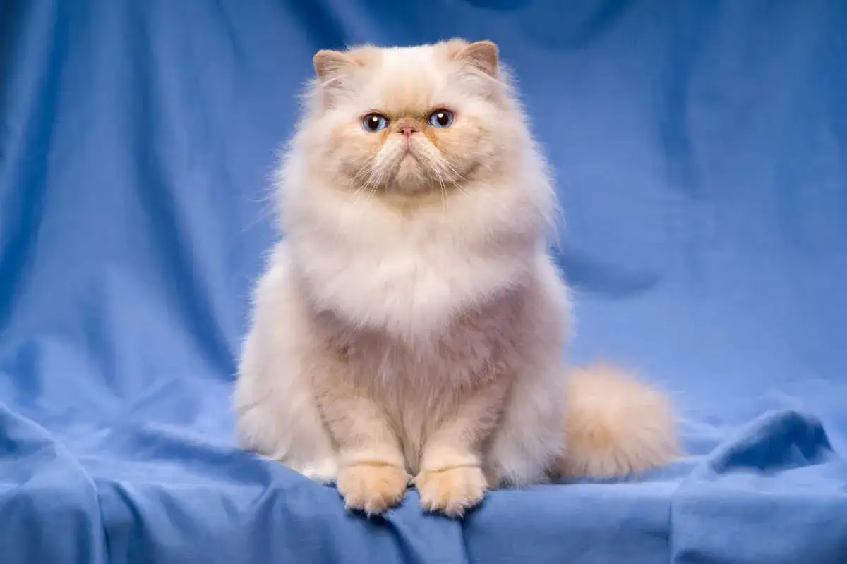 Puszysty kot z niebieskimi oczami, idealny kandydat na imiona dla kota.