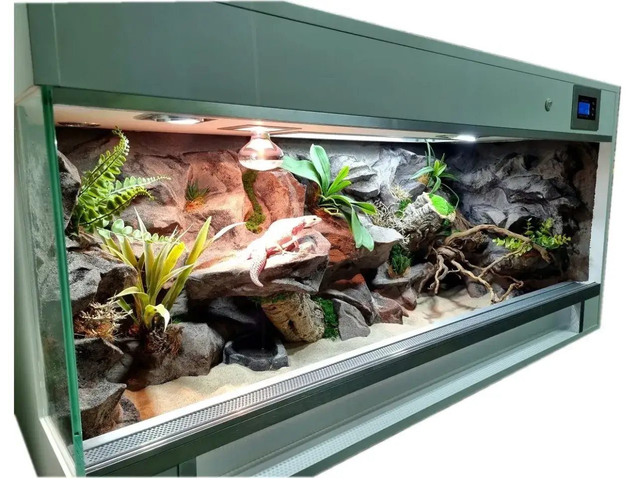 Jasny gekon domowy odpoczywa na skale w pięknie zaaranżowanym terrarium z roślinami i korzeniami.