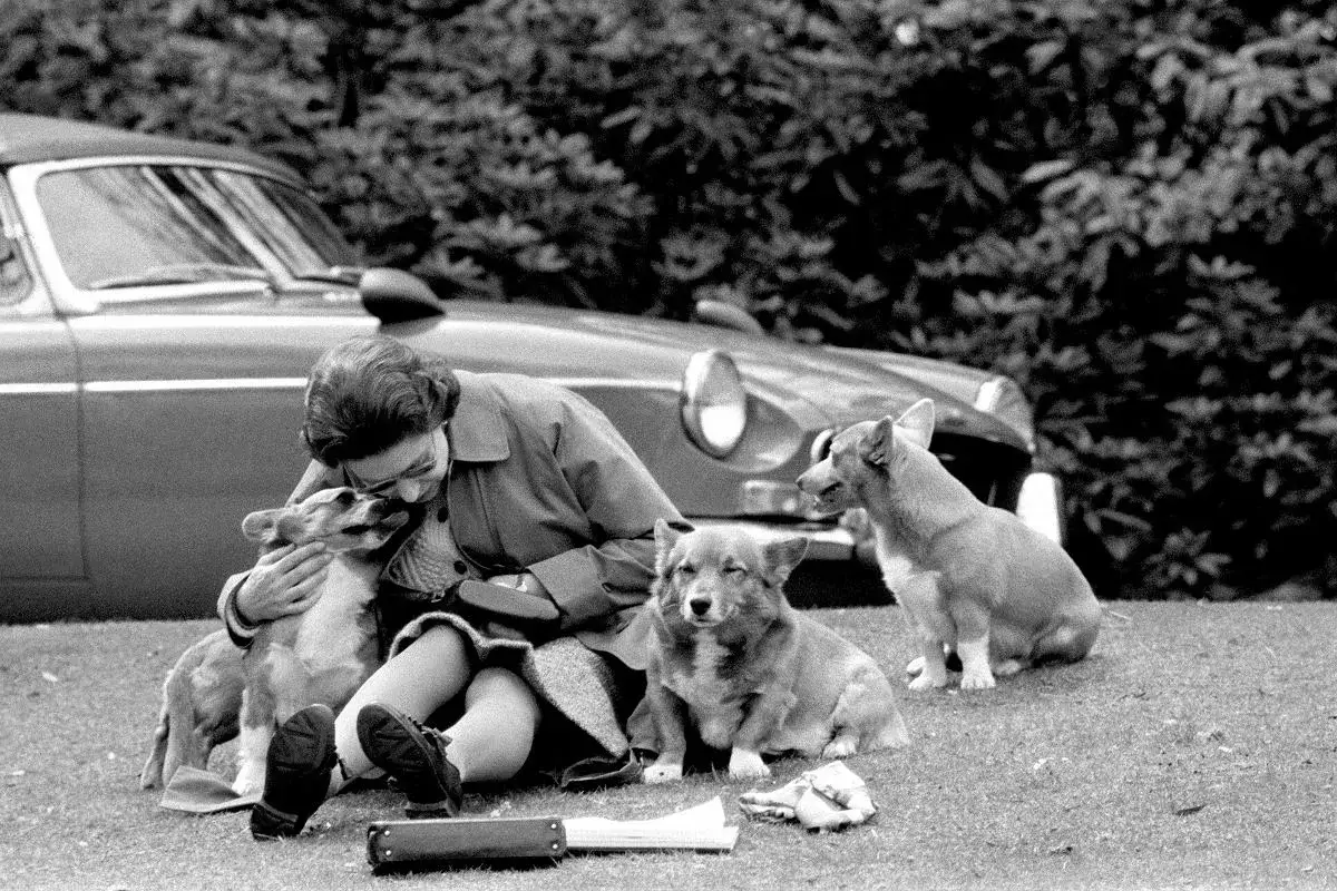 Królowa Elżbieta II czule przytula jednego ze swoich ukochanych corgi psów królowej, podczas gdy inne siedzą obok.