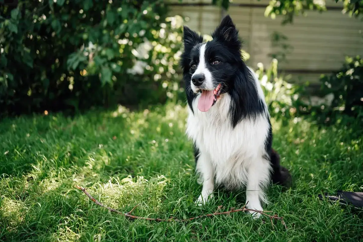 Inteligentny border collie siedzi na trawie, gotowy do zabawy. To jeden z najinteligentniejszych psów, zawsze chętny do nauki.
