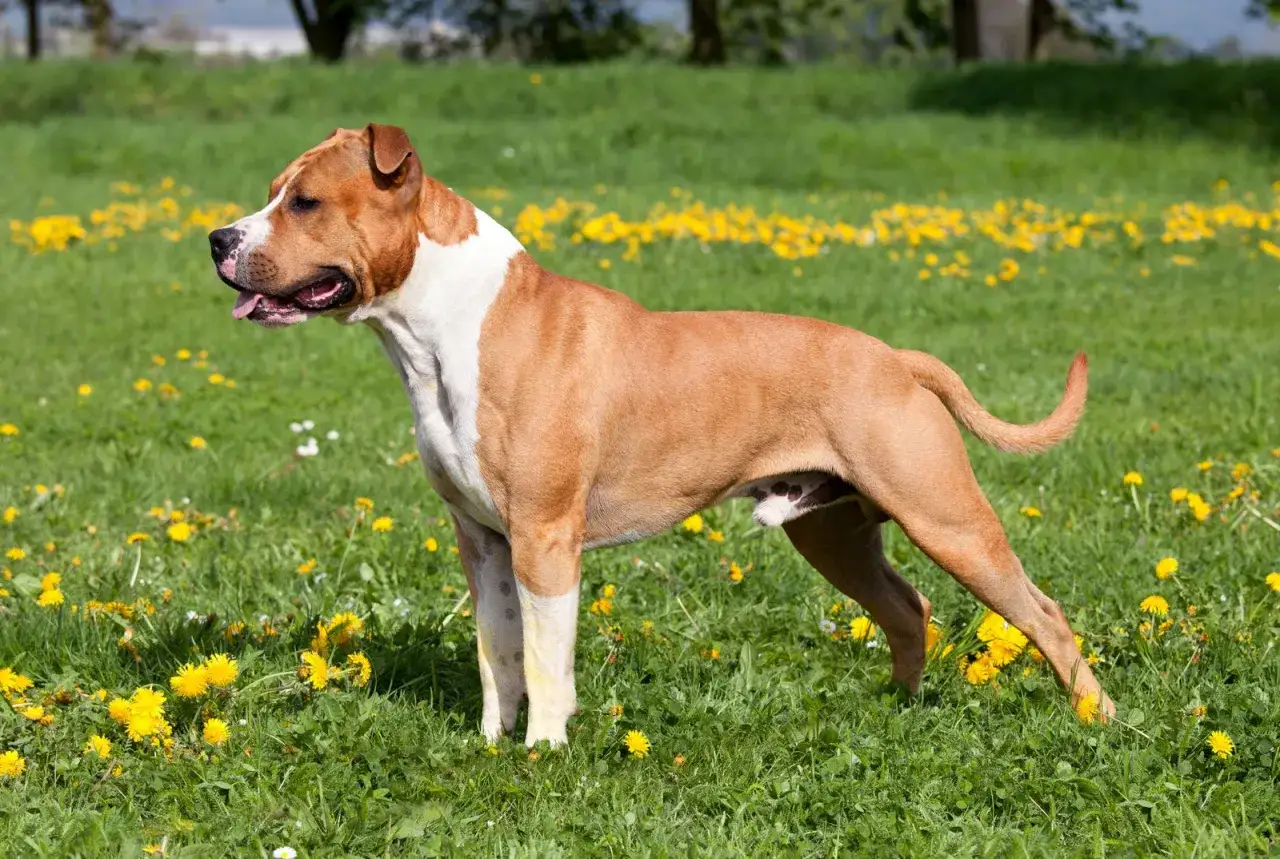 Amstaff miniaturka w pełnej krasie, dumny piesek na łące pełnej mniszków lekarskich.