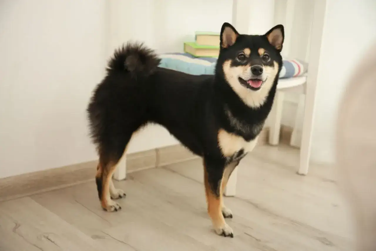 Uśmiechnięty pies rasy Shiba Inu, japońska rasa psa, stoi na drewnianej podłodze.