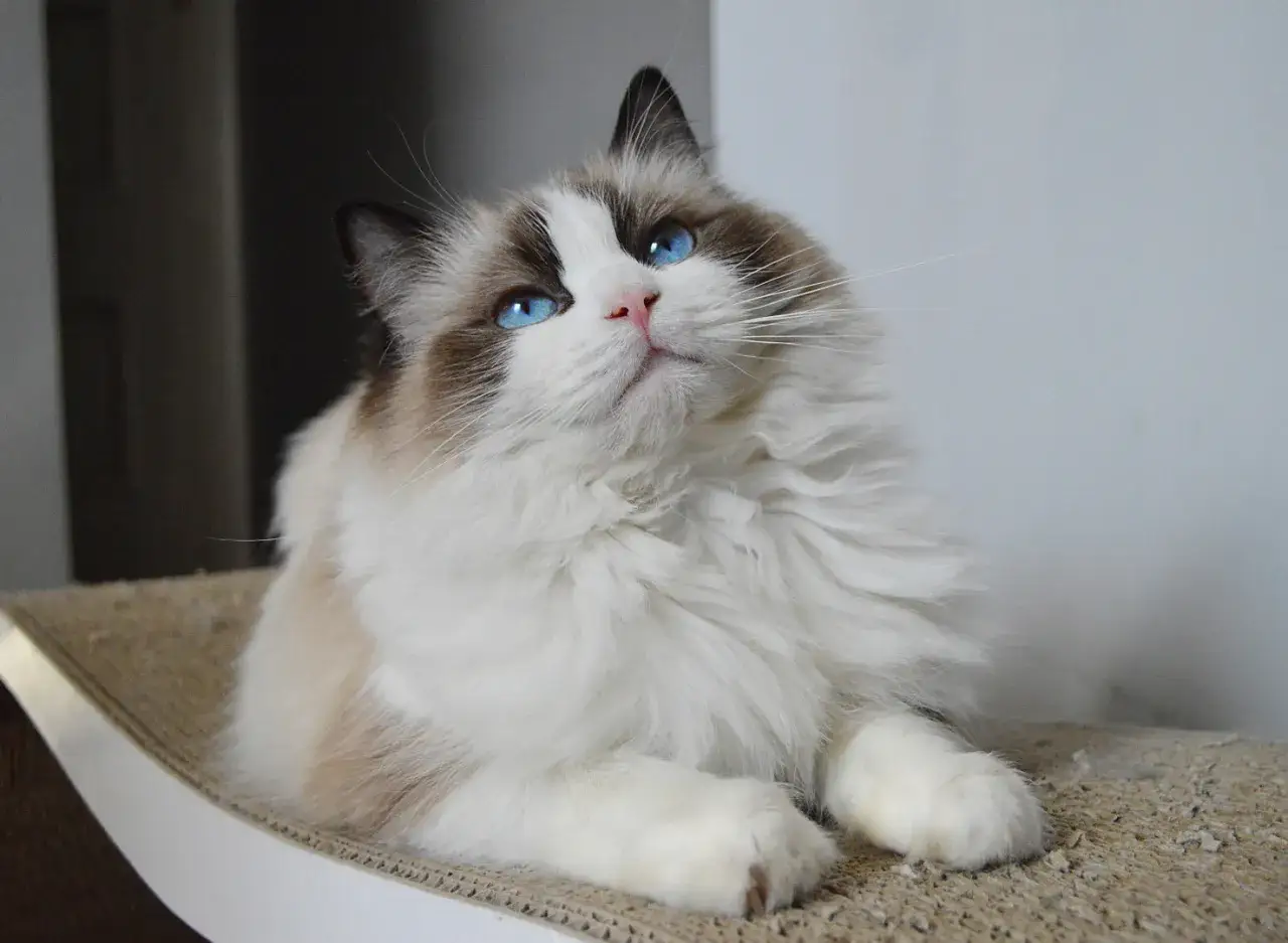 Piękny ragdoll z niebieskimi oczami. Zastanawiasz się, ile kosztuje ragdoll? Ten kotek jest wart każdej ceny!