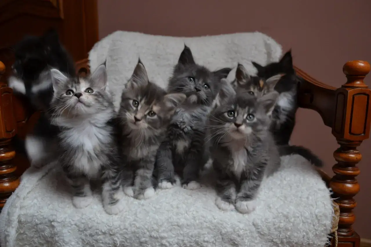 Urocze kocięta rasy Maine Coon, które wkrótce będą dostępne, zachwycają swoim wyglądem. Sprawdź kot maine coon cena!
