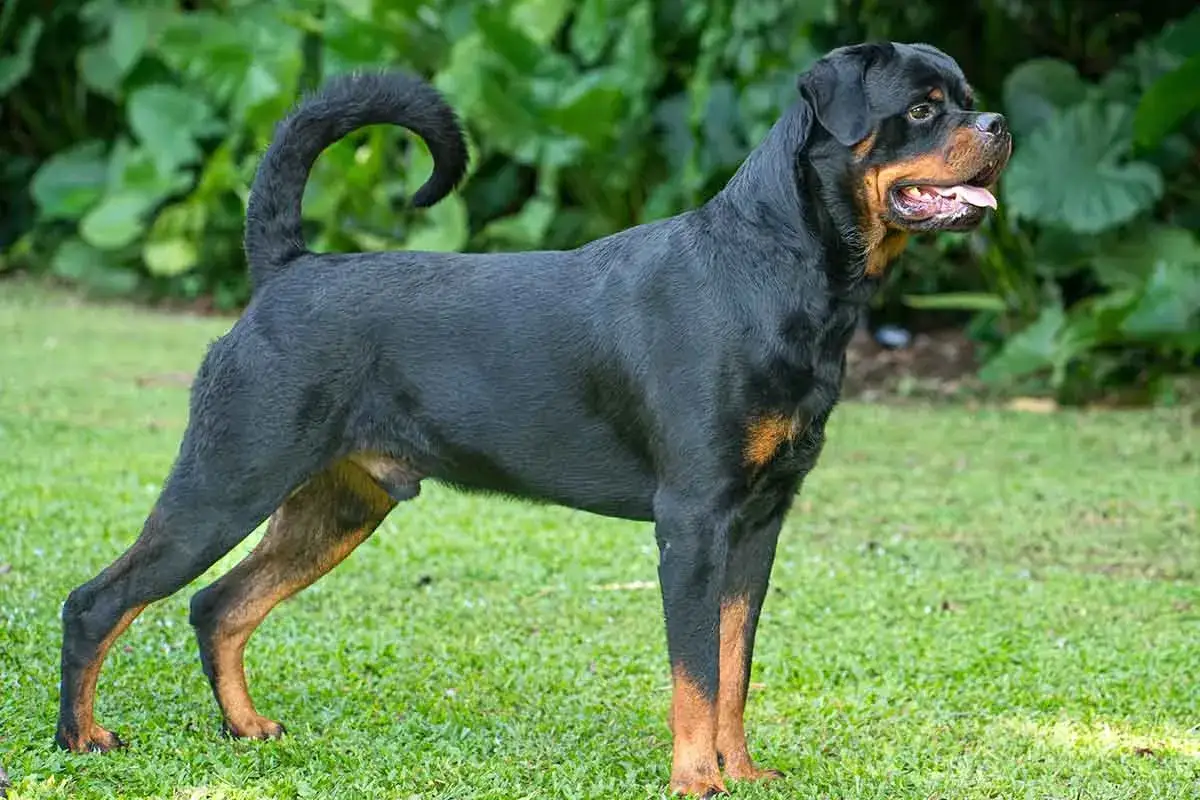 Potężny rottweiler o czarnym umaszczeniu i rudych znaczeniach, z charakterystycznym dla rasy, pewnym spojrzeniem. Jego postawa świadczy o sile i opanowaniu, co odzwierciedla jego rottweiler charakter.