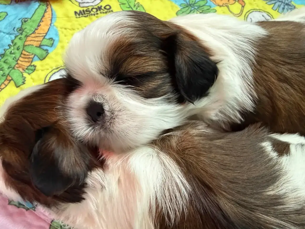 Słodkie szczenięta rasy Shih Tzu śpiące razem. Zastanawiasz się, ile kosztuje Shih Tzu?