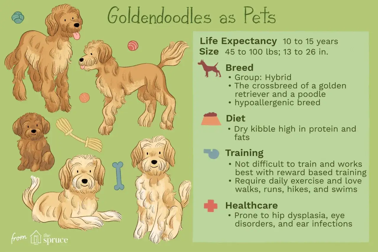 Urocze ilustracje przedstawiające różne goldendoodle mini, od szczeniąt po dorosłe psy, z zabawkami i informacjami o rasie.