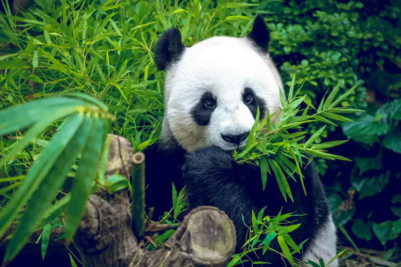 Panda zajada swój ulubiony przysmak – soczysty bambus. Otoczona bujną zielenią, wygląda na zrelaksowaną i szczęśliwą.