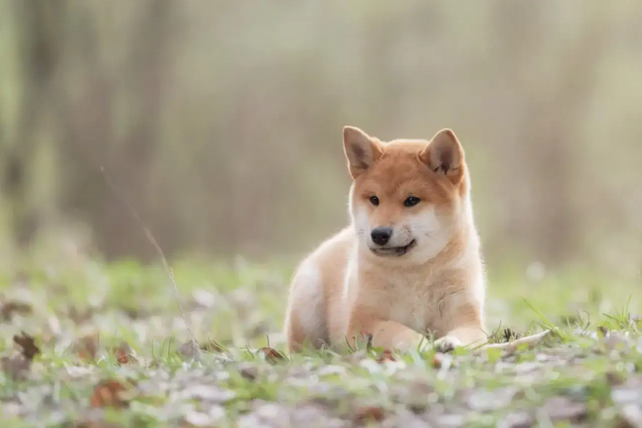 Uroczy szczeniak rasy Shiba Inu leży na trawie. Idealny kandydat na imiona dla psa samca.