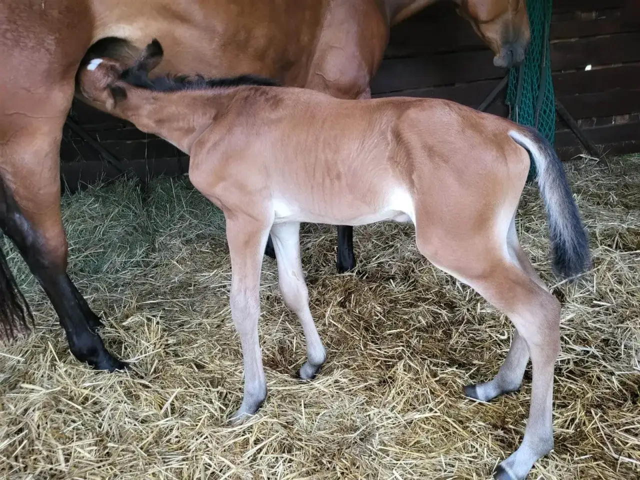 Nowy źrebak pije mleko od matki. To piękny widok odbierania porodów koni, symbol nowego życia.
