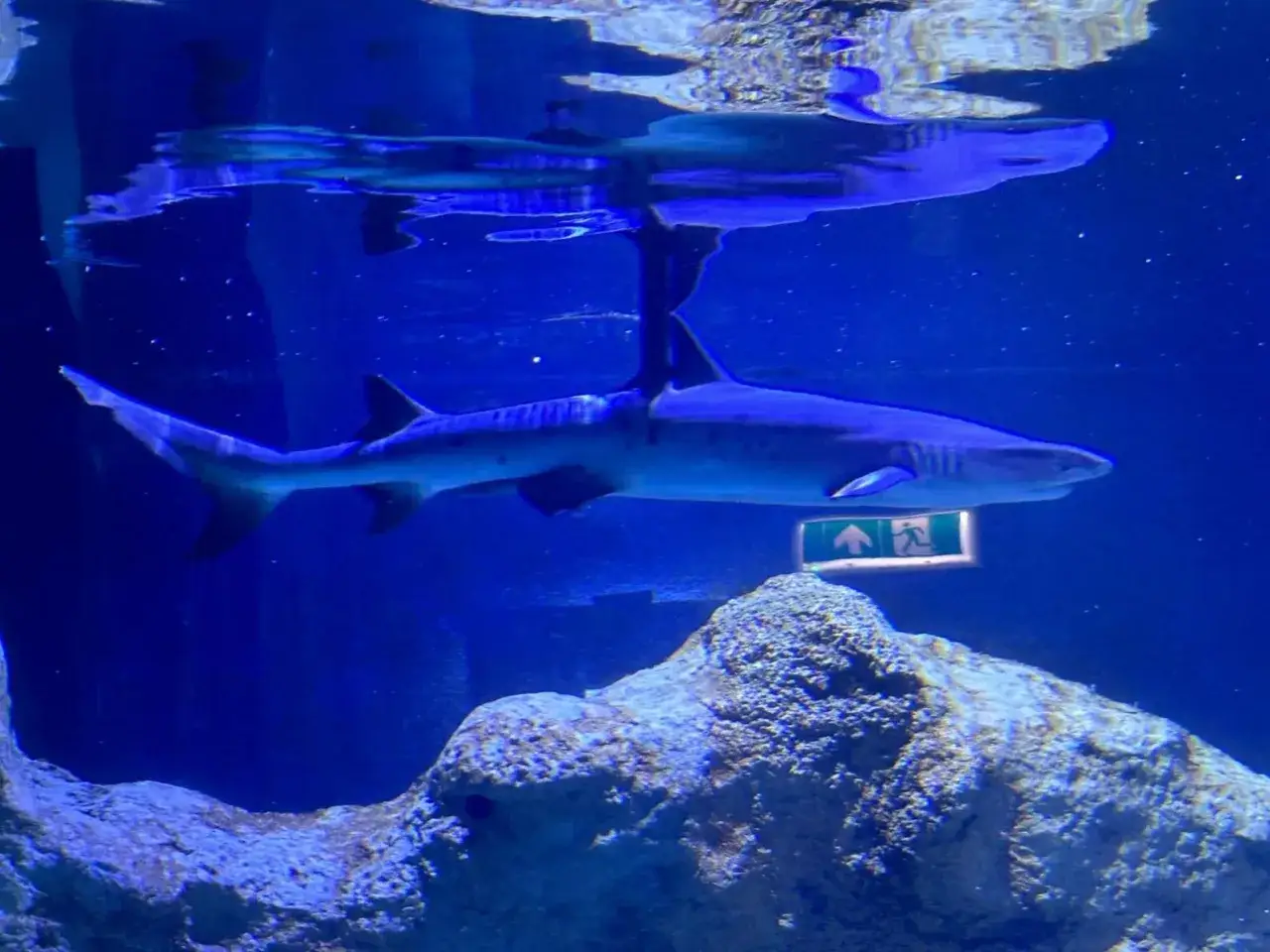 Rekin pływa w akwarium w Oceanarium Ustka. W tle widać odbicie innego rekina na powierzchni wody.