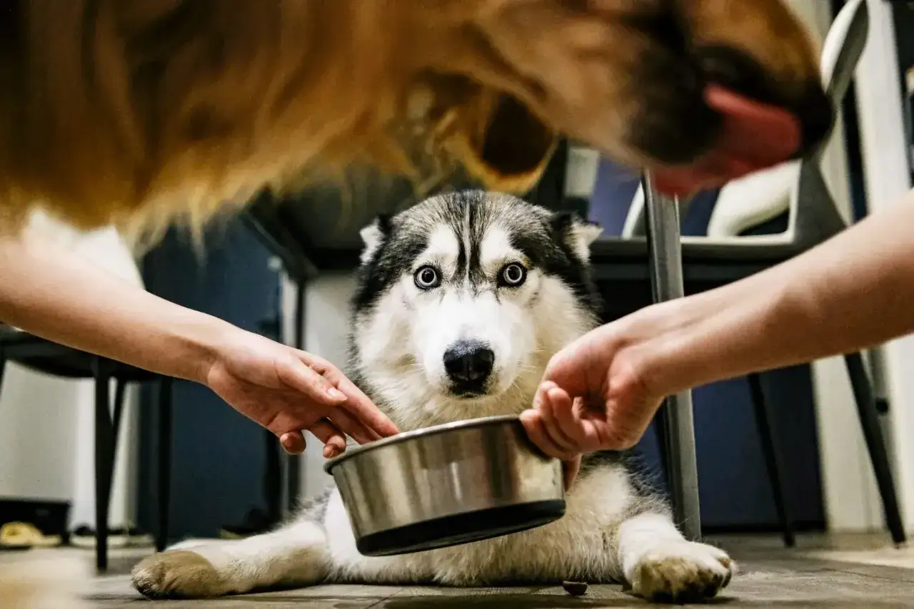 Siberian husky z niebieskimi oczami patrzy na miskę, podczas gdy ręce podają mu jedzenie. To nie jest spa dla psa, to czas posiłku!