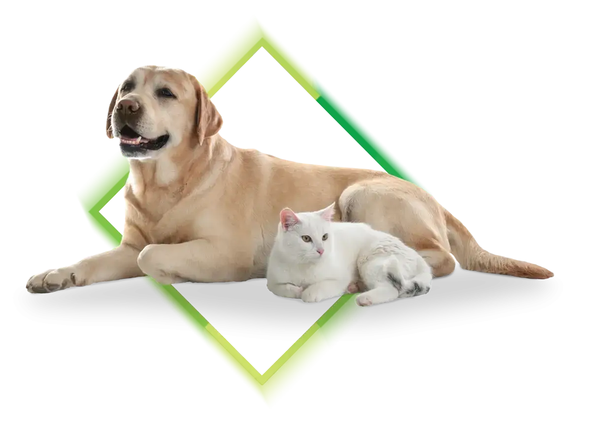 Labrador i biały kot leżą obok siebie. Zadbaj o ich bezpieczeństwo dzięki ubezpieczeniu psa.