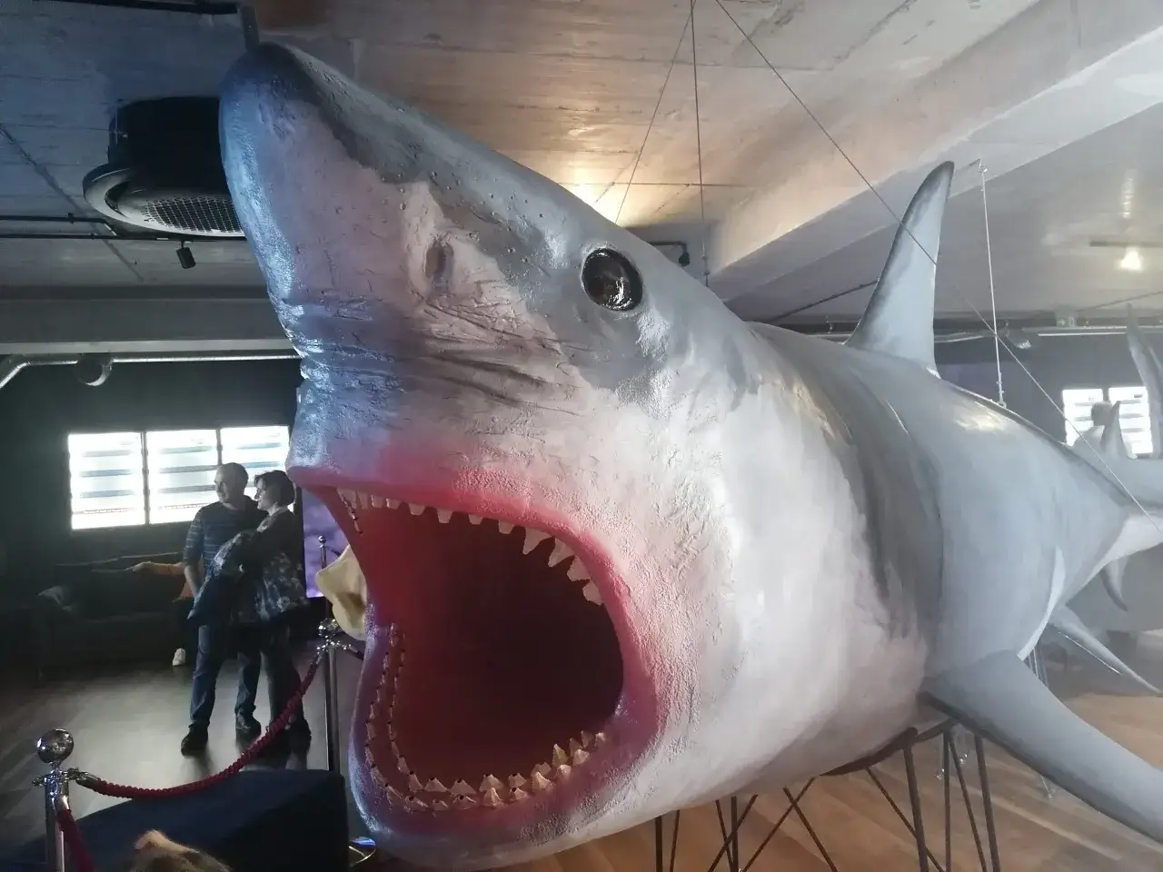Wielki rekin z otwartą paszczą w szczecińskim oceanarium, niedaleko Wałów Chrobrego.