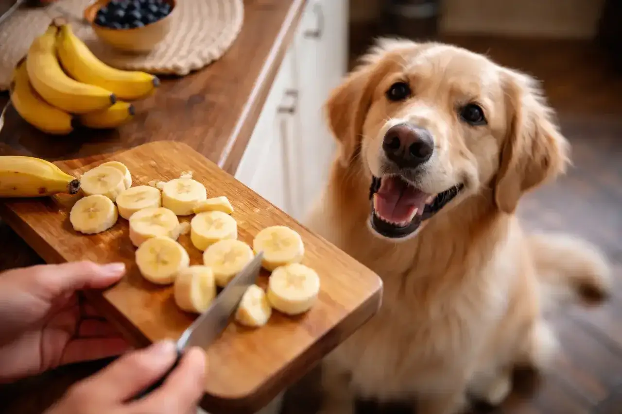 Złoty retriever z zaciekawieniem patrzy na pokrojone banany. Czy pies może jeść banana? Tak, w umiarkowanych ilościach.