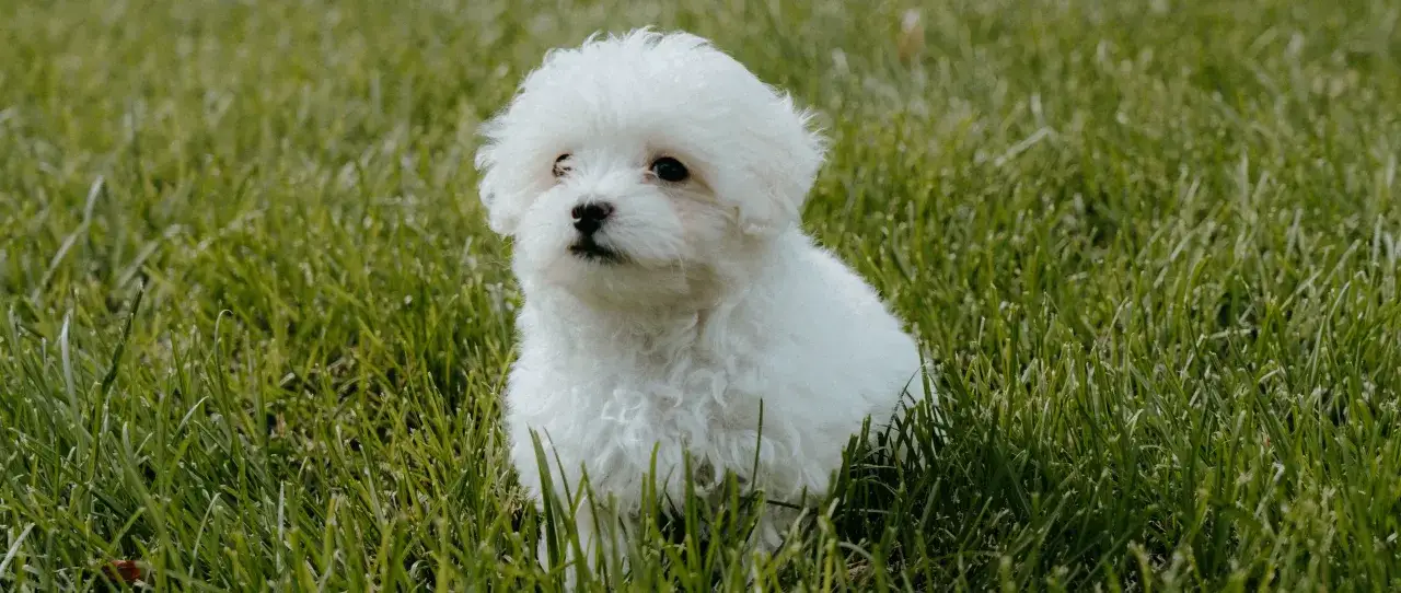 Uroczy szczeniak maltipoo f1 siedzi w zielonej trawie, patrząc z zaciekawieniem.