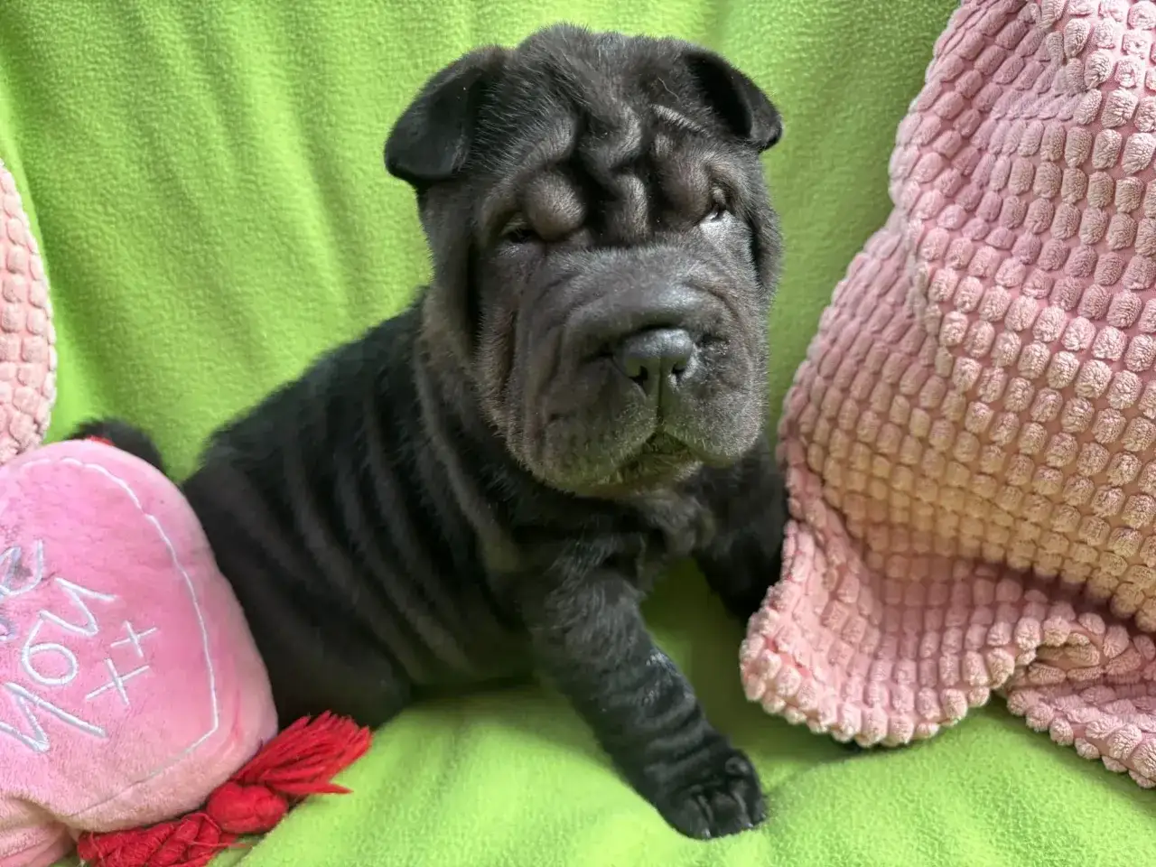 Uroczy szczeniak shar pei, z mnóstwem zmarszczek, siedzi na zielonym tle. Zastanawiasz się nad shar pei cena?