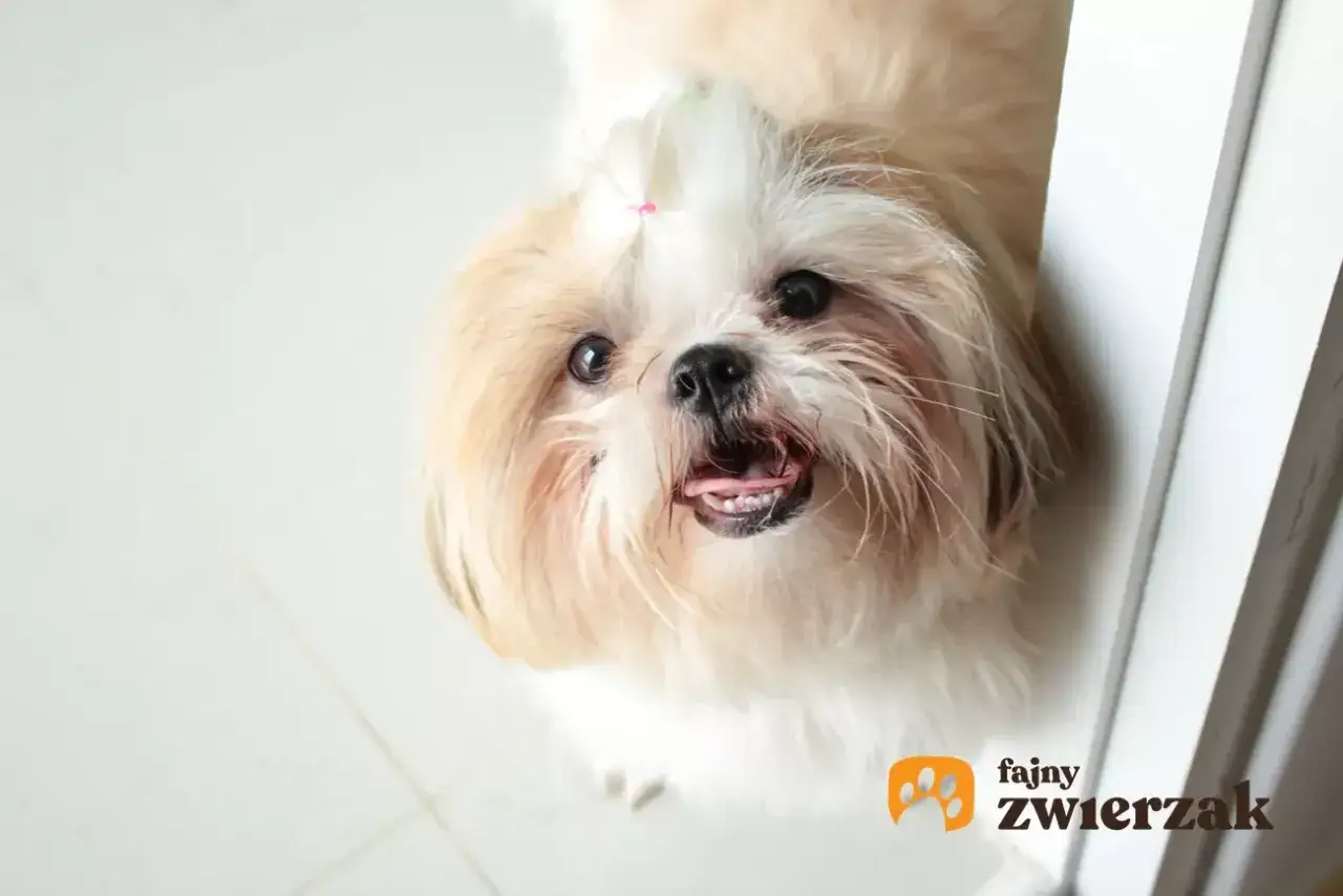 Uroczy shih tzu miniaturka z różową gumką na czubku głowy patrzy z góry z otwartym pyszczkiem.